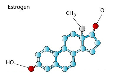 هورمون جنسی زنانه به نام استروژن