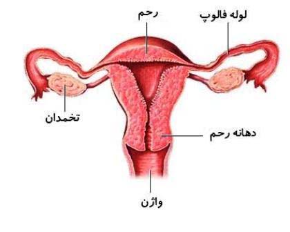 بیماری های شایع رحم