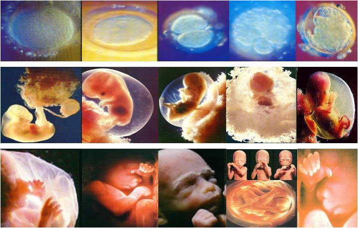 مراحل رشدجنین در دوران بارداری