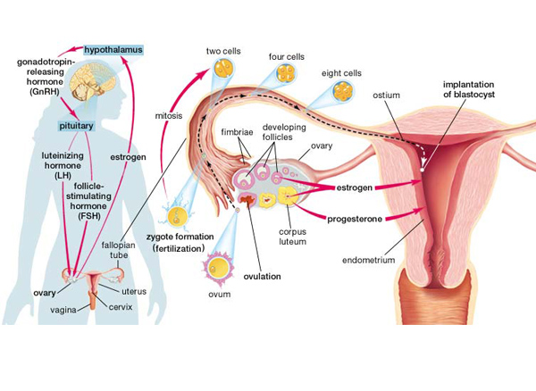 ازدیاد هورمون استروژن در زنان