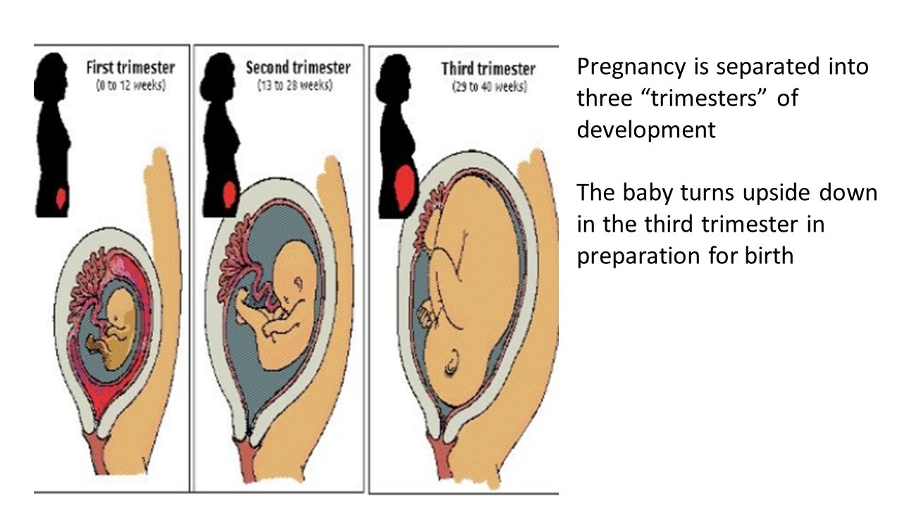 تغییرات اندازه رحم در دوران بارداری