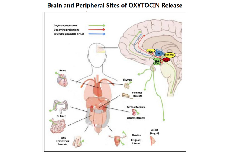 هورمون اکسی توسین چه تاثیراتی بر روی بدن می گذارد؟