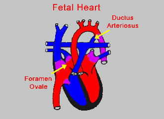 دلایل و علائم عدم تشکیل قلب جنین 
